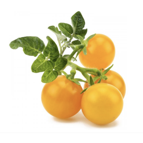 Click and Grow Smart Garden Refill 3-pack - Yellow Tomato